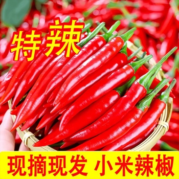 海南鲜辣椒现摘椒天下10斤起批