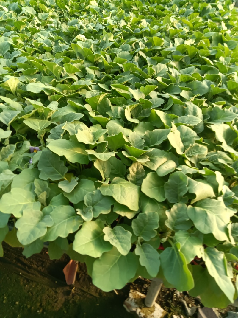 嫁接绿冠茄苗青茄苗现苗直发寿光育苗基地直发