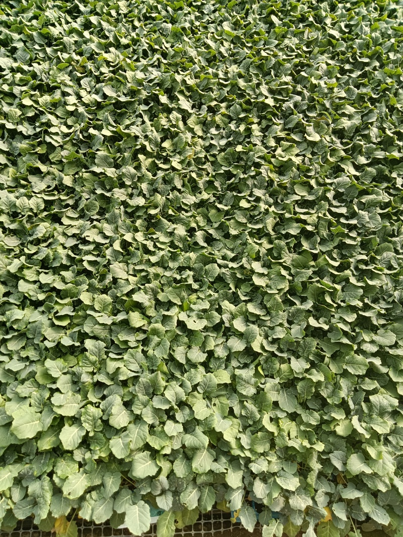 嫁接绿冠茄苗青茄苗现苗直发寿光育苗基地直发