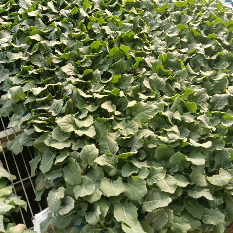 嫁接绿冠茄苗青茄苗现苗直发寿光育苗基地直发