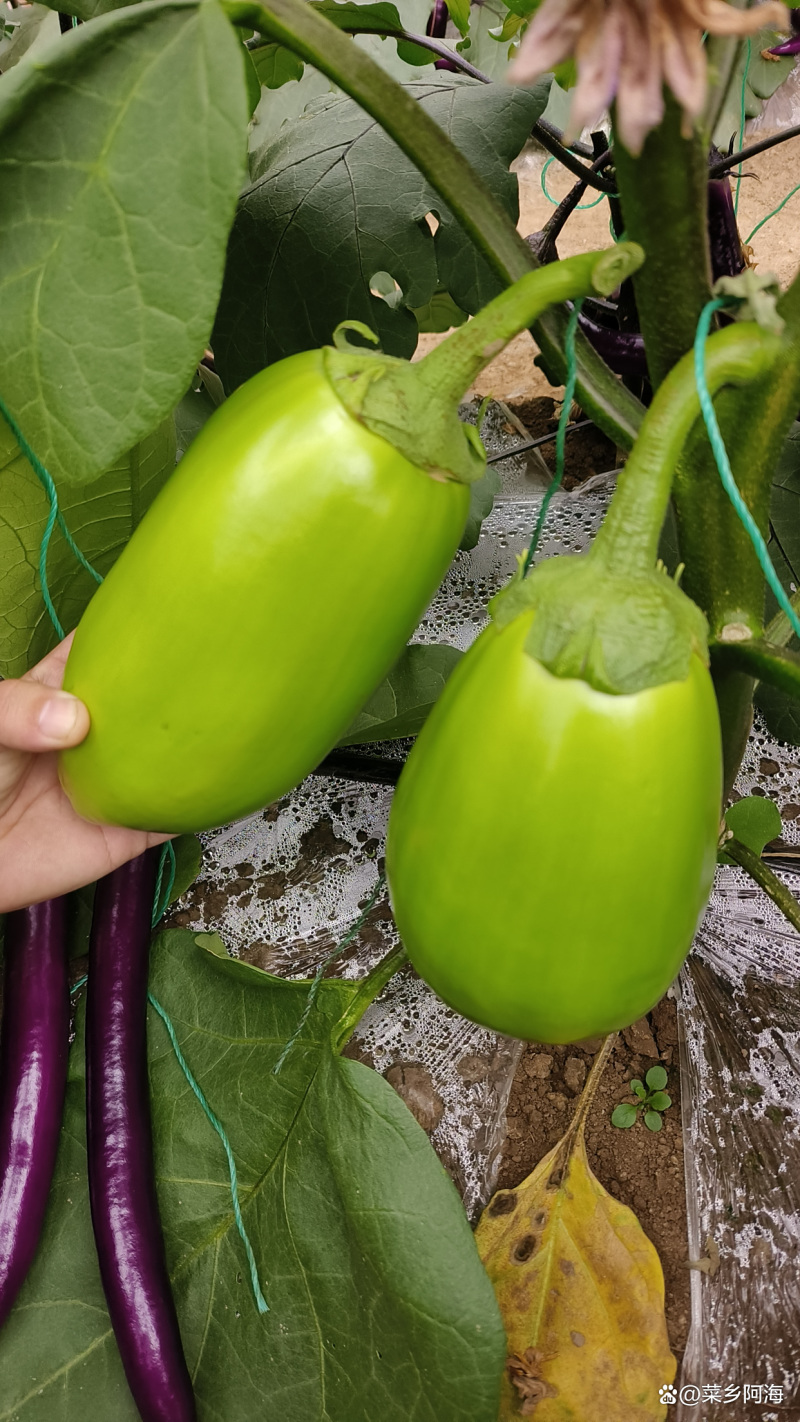 嫁接绿冠茄苗青茄苗现苗直发寿光育苗基地直发
