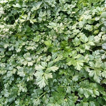 根芹进口西芹苗凯撒大帝皇后鲍芹苗育苗场现货
