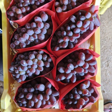 茉莉香葡萄