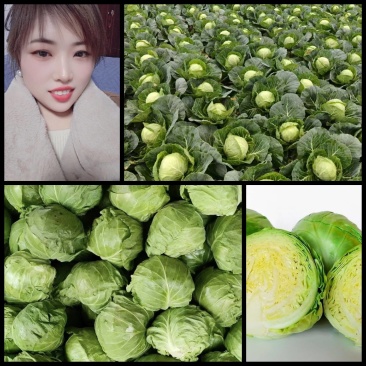 实力供货甘蓝品质保证无虫眼新鲜发货对接全国