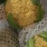 紫花菜黄花菜苗育苗基地直发量大从优