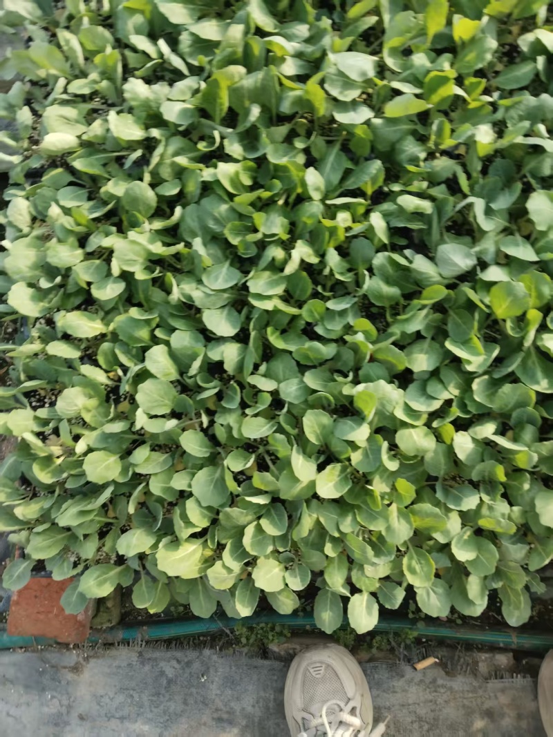 罗马生菜苗紫直立绿直立寿光育苗基地直发量大从优