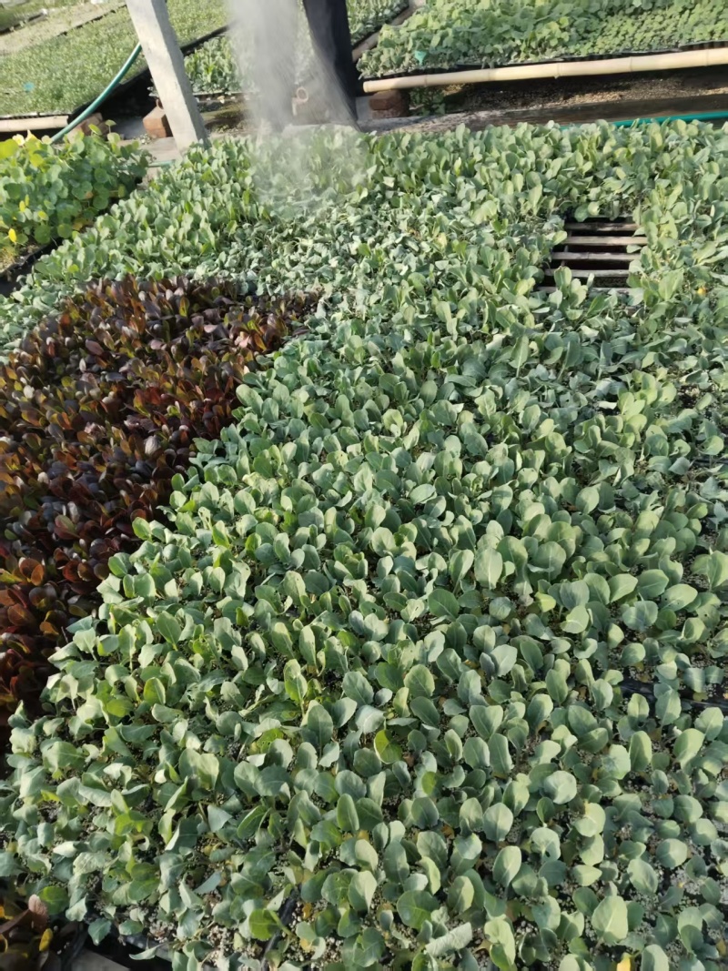 罗马生菜苗紫直立绿直立寿光育苗基地直发量大从优