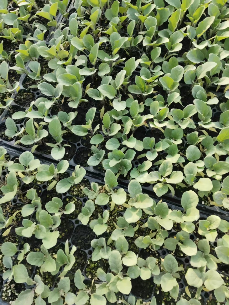 罗马生菜苗紫直立绿直立寿光育苗基地直发量大从优