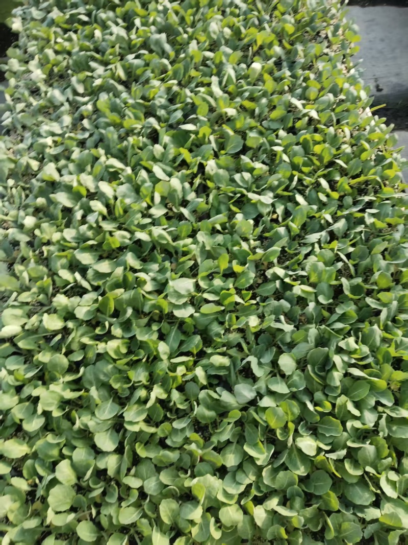 罗马生菜苗紫直立绿直立寿光育苗基地直发量大从优