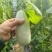 头茬博洋72甜瓜蜜园十八羊角蜜61博洋九大量上市档口团购
