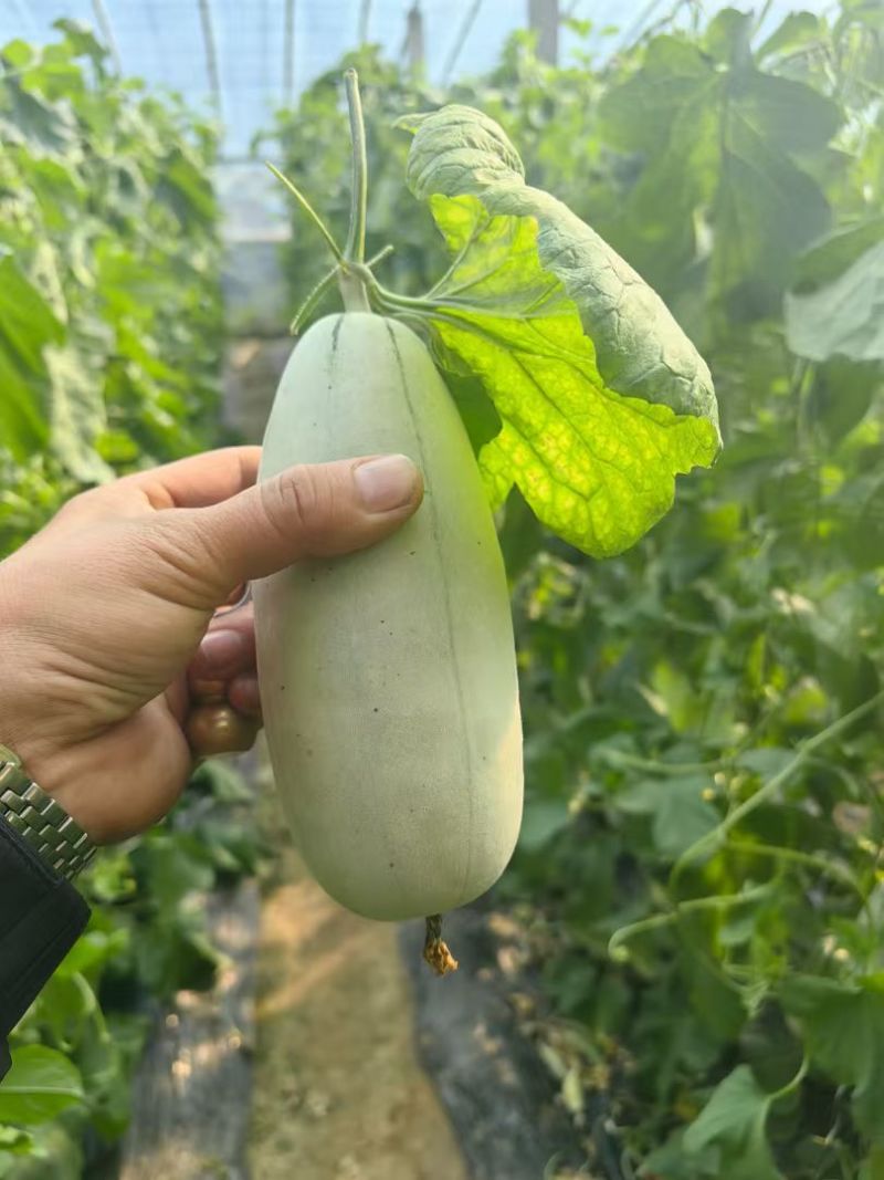 头茬博洋72甜瓜蜜园十八羊角蜜61博洋九大量上市档口团购