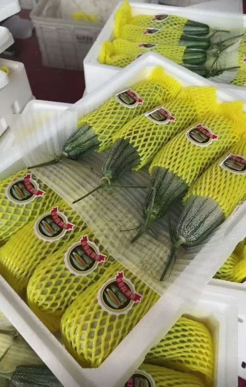 头茬博洋72甜瓜蜜园十八羊角蜜61博洋九大量上市档口团购