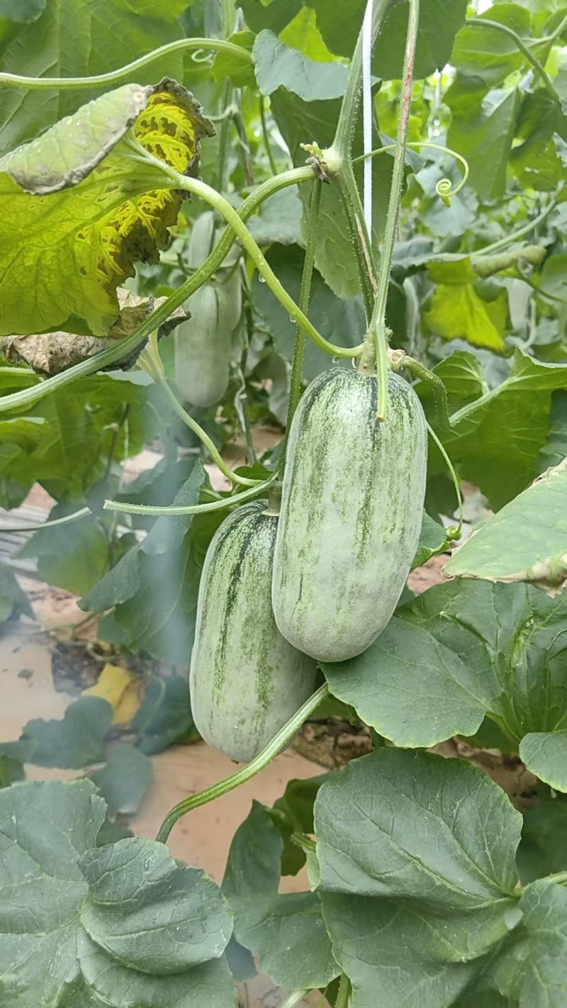头茬博洋72甜瓜蜜园十八羊角蜜61博洋九大量上市档口团购