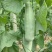 头茬博洋72甜瓜蜜园十八羊角蜜61博洋九大量上市档口团购