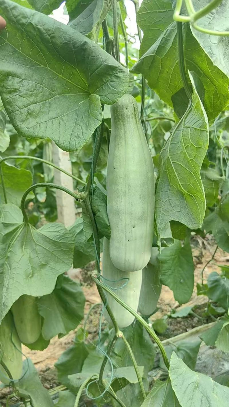 头茬博洋72甜瓜蜜园十八羊角蜜61博洋九大量上市档口团购