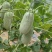 头茬博洋72甜瓜蜜园十八羊角蜜61博洋九大量上市档口团购
