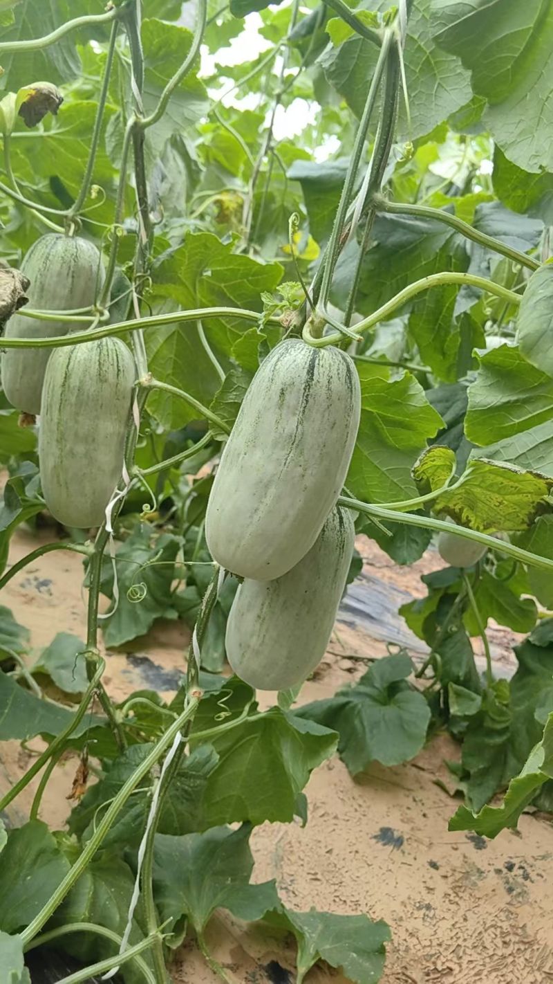 头茬博洋72甜瓜蜜园十八羊角蜜61博洋九大量上市档口团购