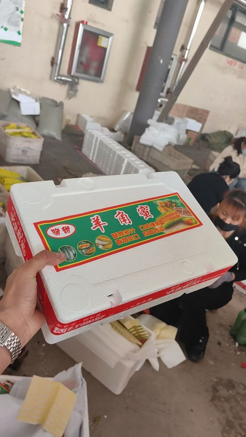 博洋九甜瓜大量上市，博洋72羊角蜜61档口团购代收代发