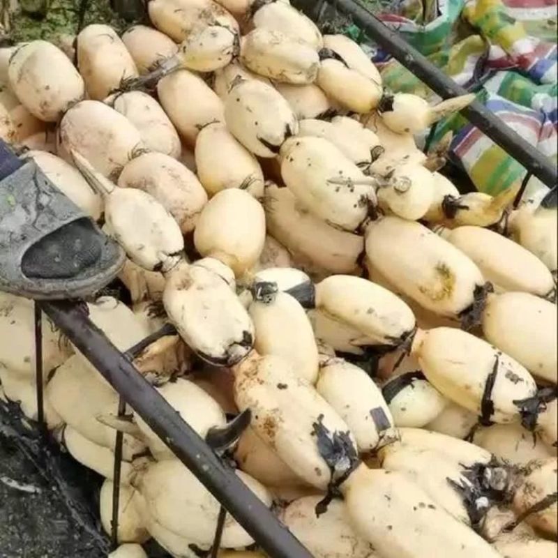 莲藕苗莲藕种苗高产巨无霸粉藕脆藕浅水深水藕都有