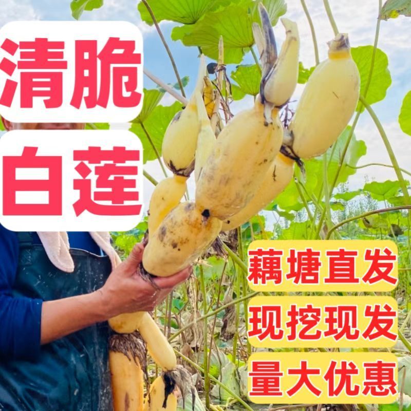 莲藕苗莲藕种苗高产巨无霸粉藕脆藕浅水深水藕都有