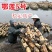 莲藕苗莲藕种苗高产巨无霸粉藕脆藕浅水深水藕都有