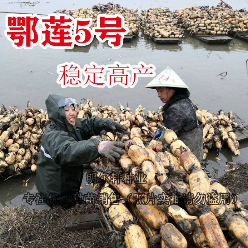 莲藕苗莲藕种苗高产巨无霸粉藕脆藕浅水深水藕都有