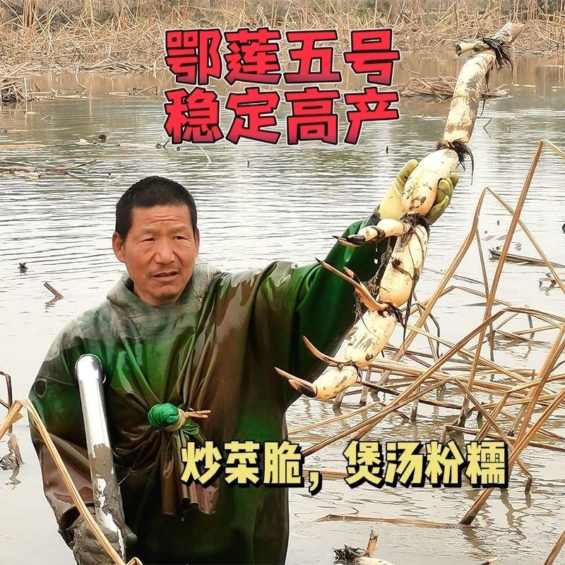莲藕苗莲藕种苗高产巨无霸粉藕脆藕浅水深水藕都有
