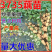 莲藕苗莲藕种苗高产巨无霸粉藕脆藕浅水深水藕都有