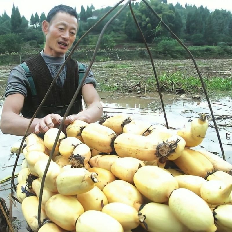 莲藕苗莲藕种苗高产巨无霸粉藕脆藕浅水深水藕都有
