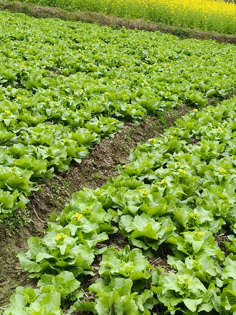 贵州春季菜心