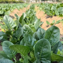 菠菜