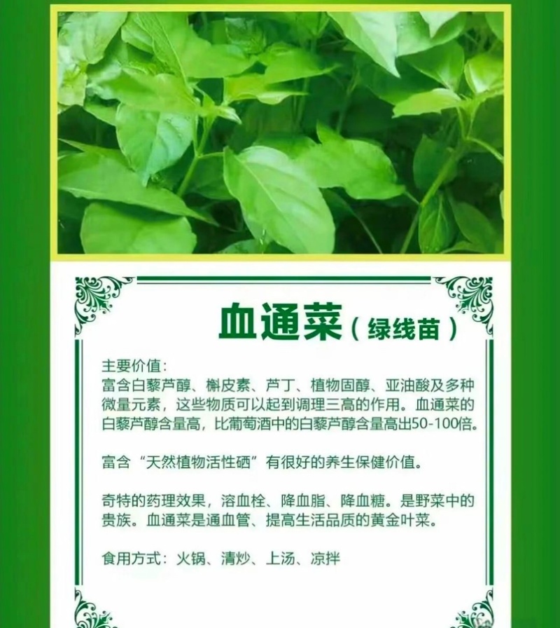 绿线苗