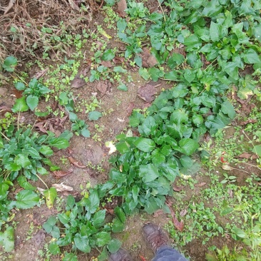 新鲜蜘蛛香根茎苗