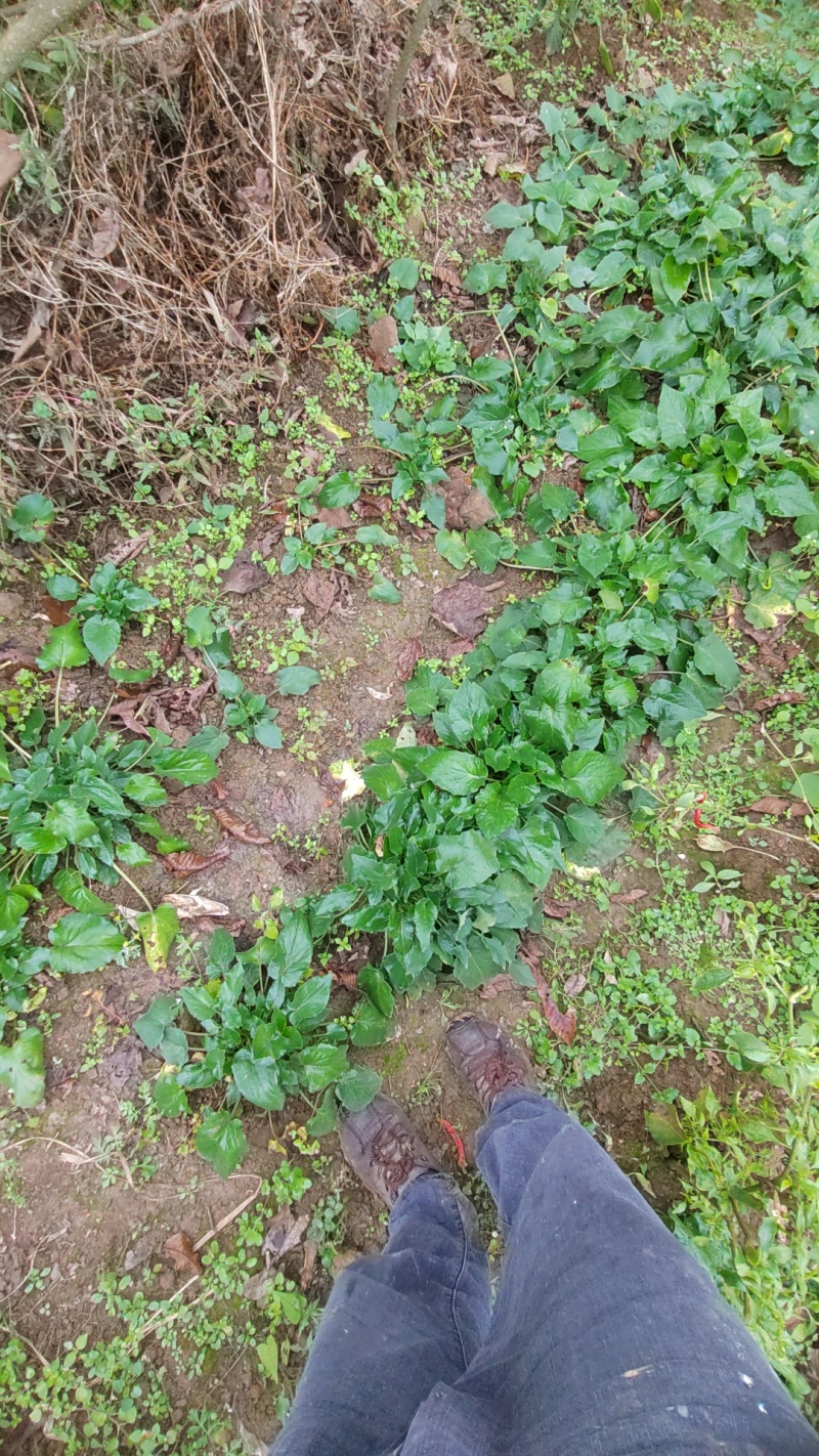 新鲜蜘蛛香根茎苗