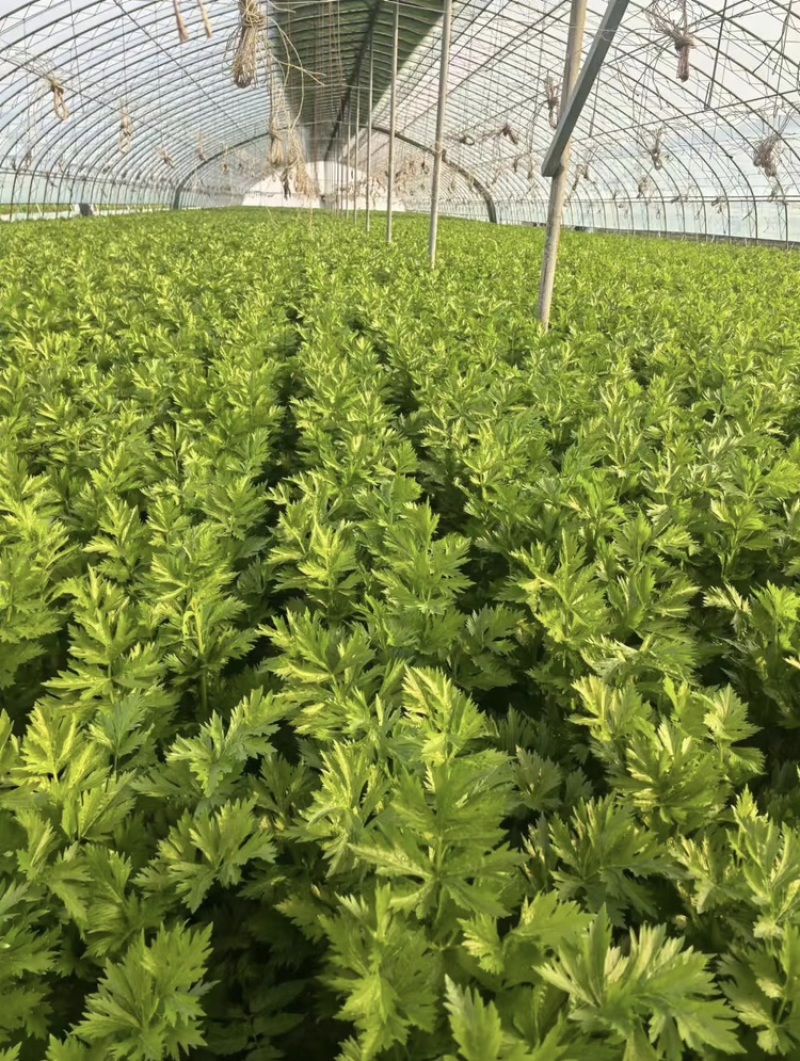 芹菜，小香芹，大量有货，品质保证，价格优惠