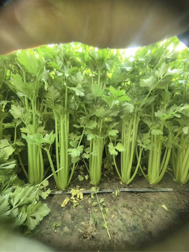 芹菜，小香芹，大量有货，品质保证，价格优惠