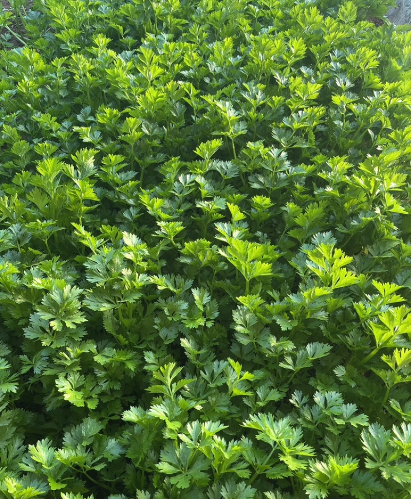 芹菜，小香芹，大量有货，品质保证，价格优惠