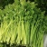 芹菜，小香芹，大量有货，品质保证，价格优惠