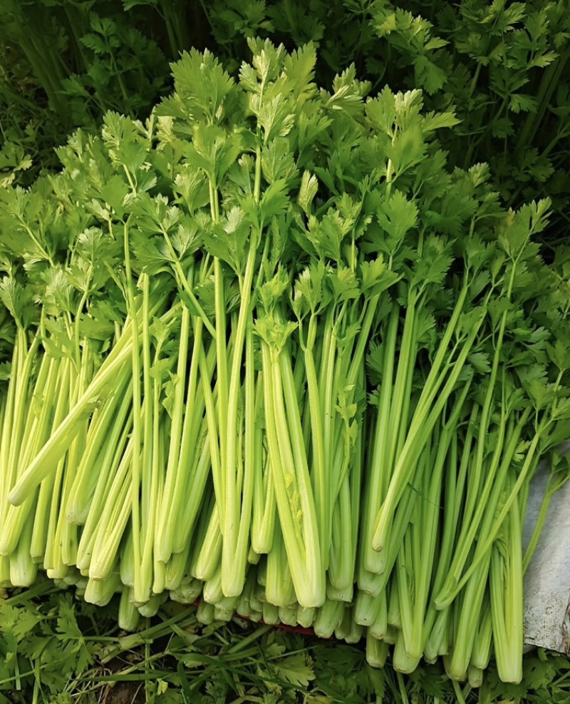芹菜，小香芹，大量有货，品质保证，价格优惠