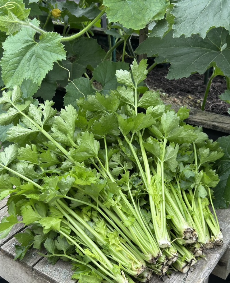 芹菜，小香芹，大量有货，品质保证，价格优惠