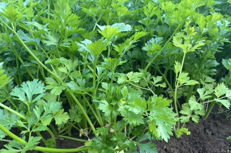芹菜，小香芹，大量有货，品质保证，价格优惠