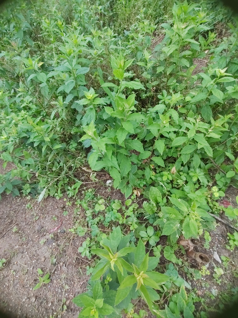 新鲜蜘蛛香根茎苗