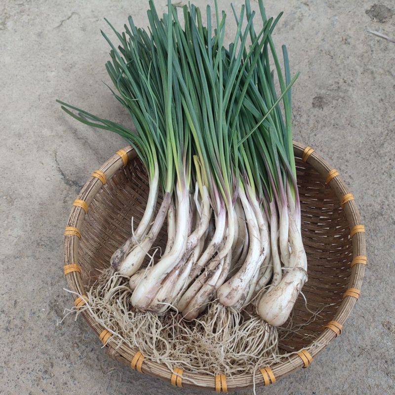大量带叶藠头，新鲜现挖