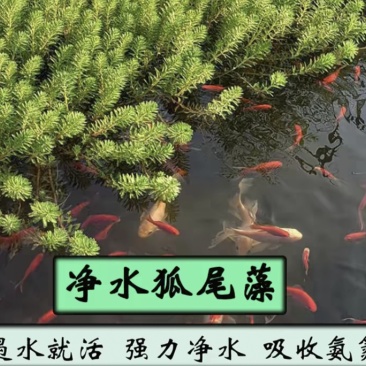 狐尾藻