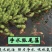 狐尾藻