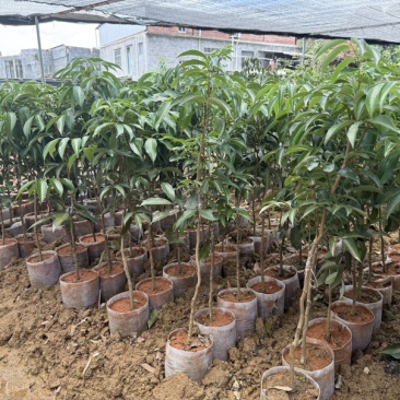 精品荔枝树果苗