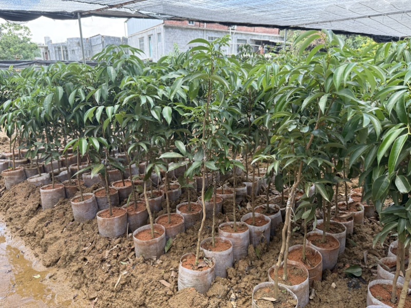 精品荔枝树果苗