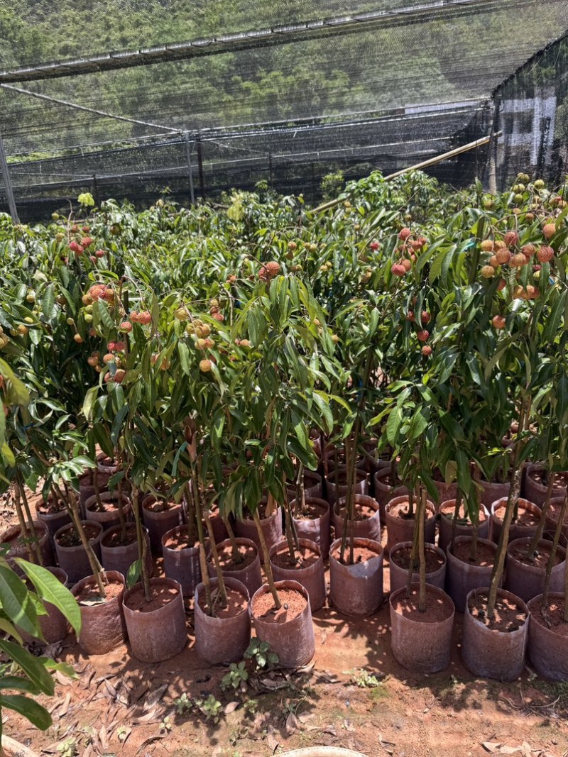 精品荔枝树果苗