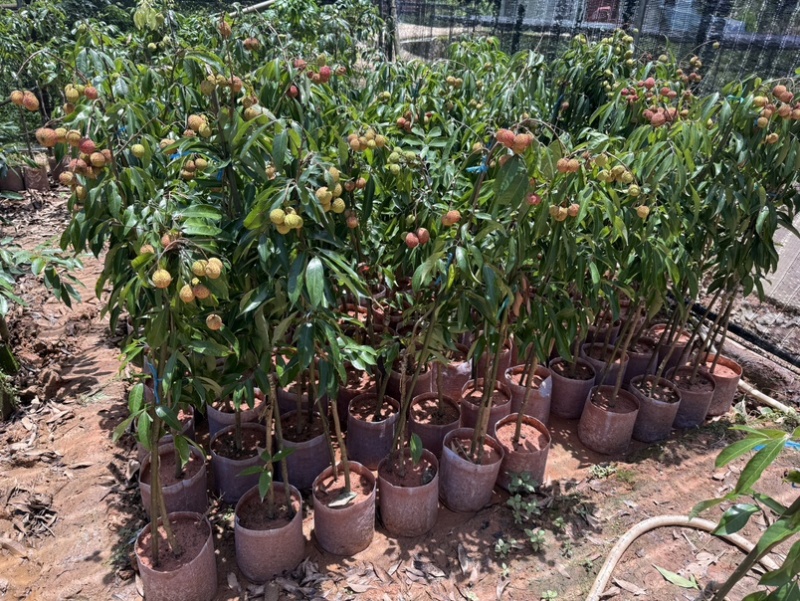 精品荔枝树果苗