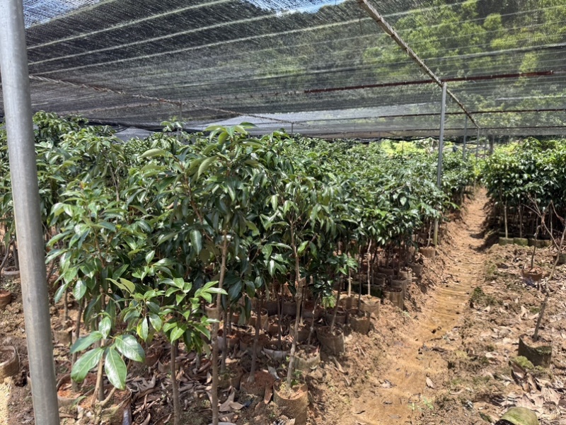 精品荔枝树果苗